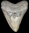 Serrated, Megalodon Tooth - South Carolina #45941-1
